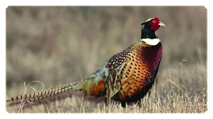 DSC700 307 Pheasant 1